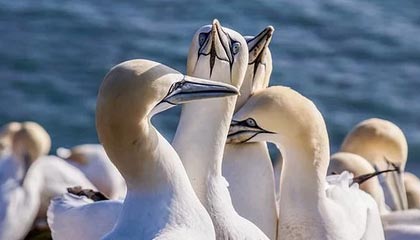 乐鱼体育app官网-博卡或尝试打造双前锋新战术模型，博卡出来的球星